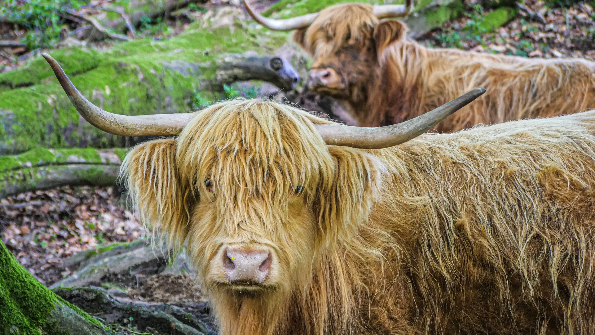Corrèze Tourisme_GR46_Highlands du Safran de la Vézère (2)_© David Genestal_juin 2024