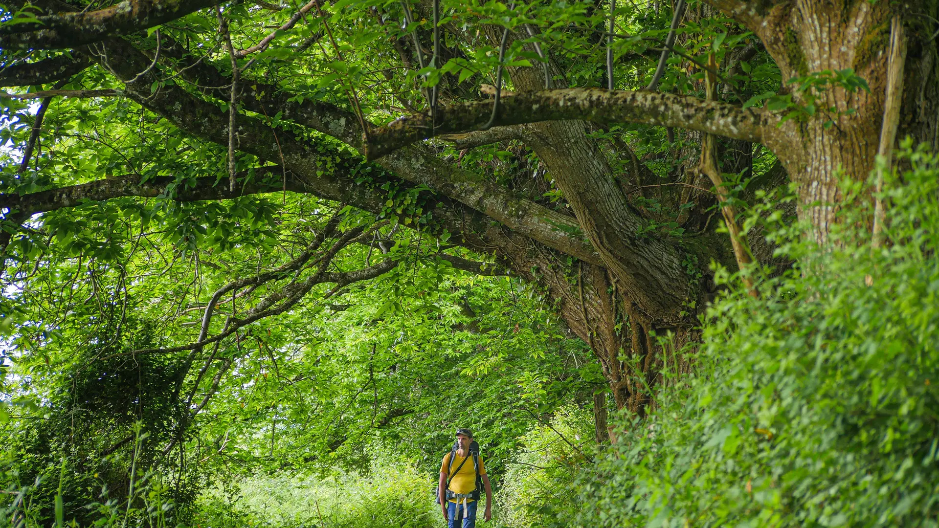 Corrèze Tourisme_GR46_Le GR près de Vigeois_© David Genestal_juin 2024