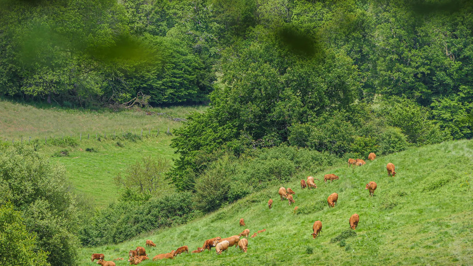 Corrèze Tourisme_GR46_Limousines (2)_© David Genestal_juin 2024