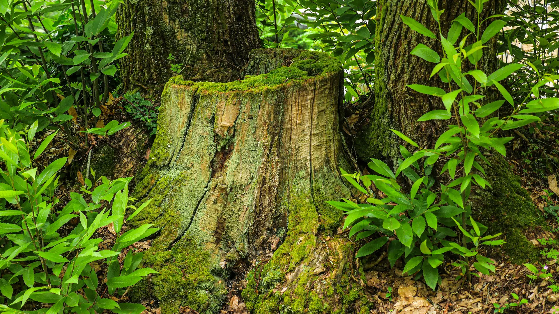Corrèze Tourisme_GR46_Souche_© David Genestal_juin 2024