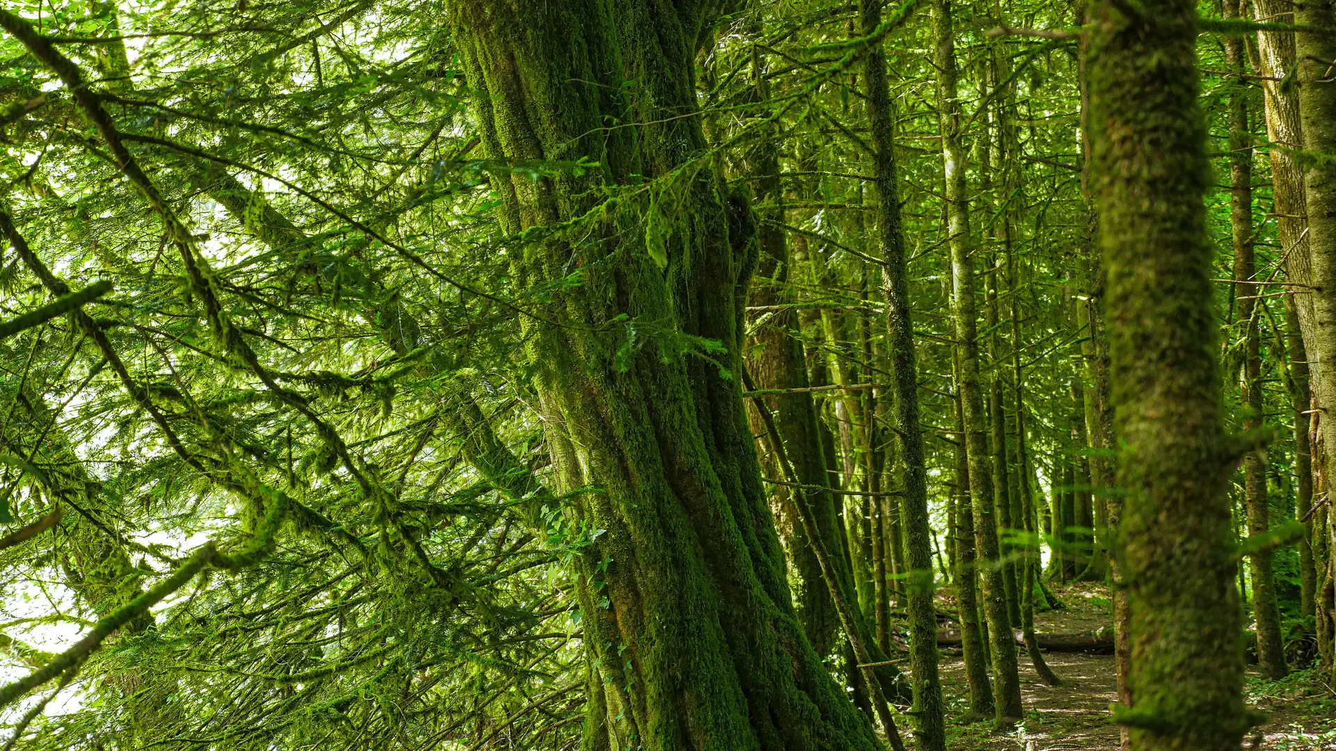 Corrèze Tourisme_GR46_Sentier en bord de Vézère_© David Genestal_juin 2024