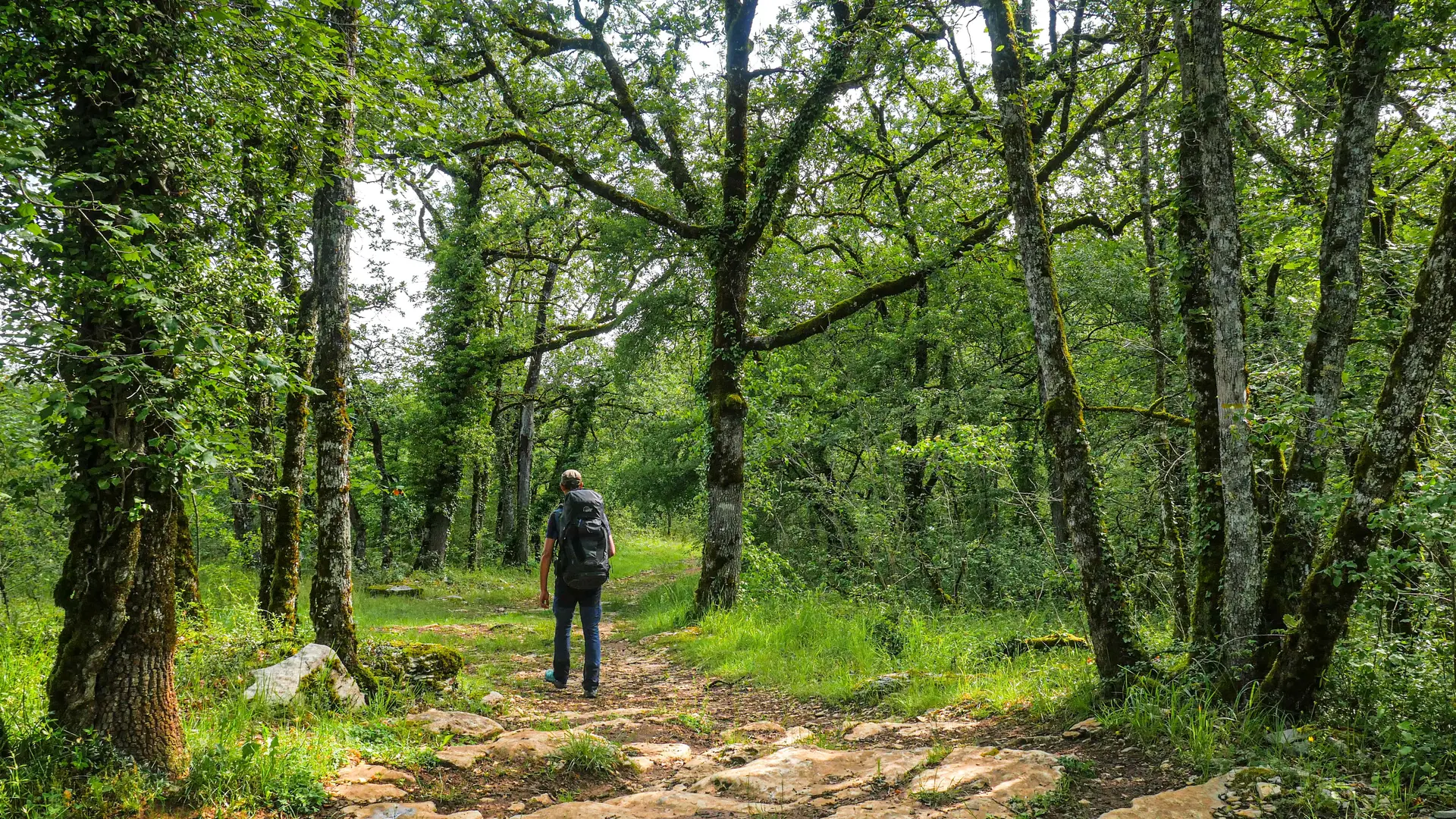 Corrèze Tourisme_GR46_Sentier entre La Fage et Jugeals_© David Genestal_juin 2024