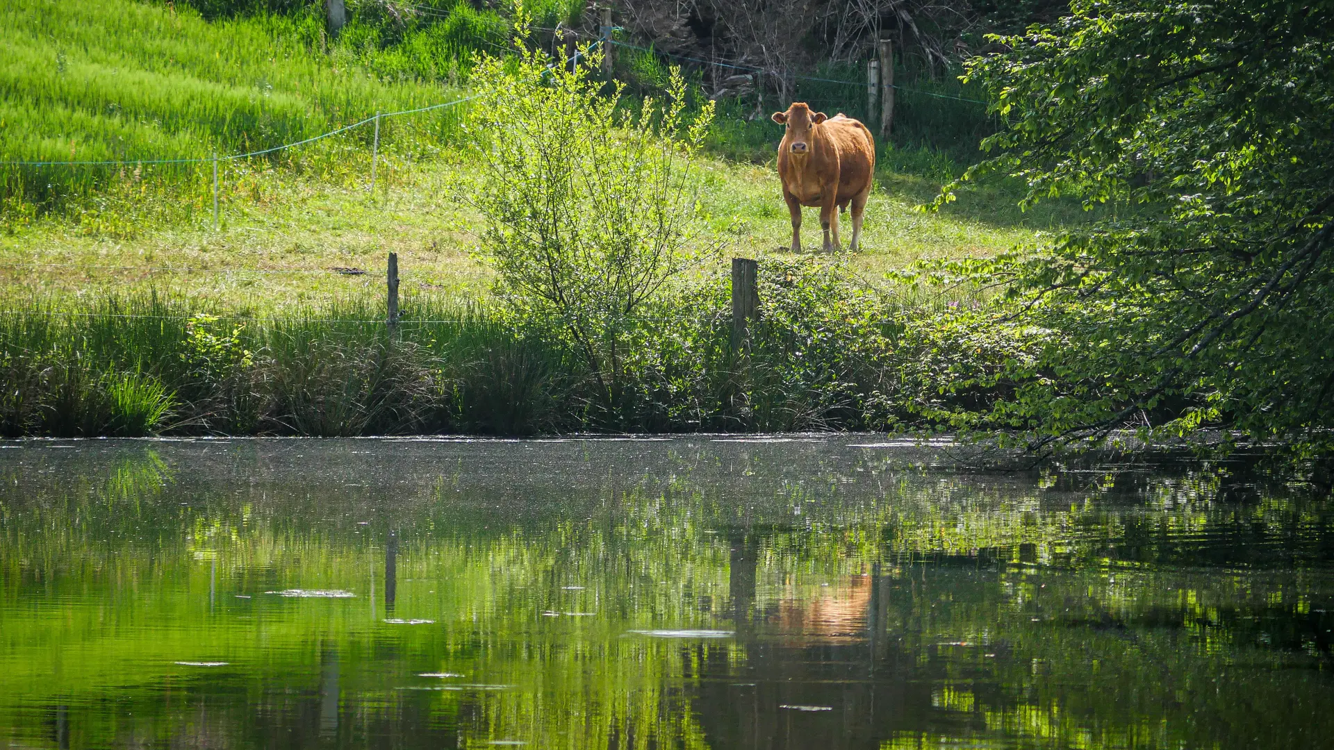Corrèze Tourisme_GR46_Vache Limousine_© David Genestal_juin 2024