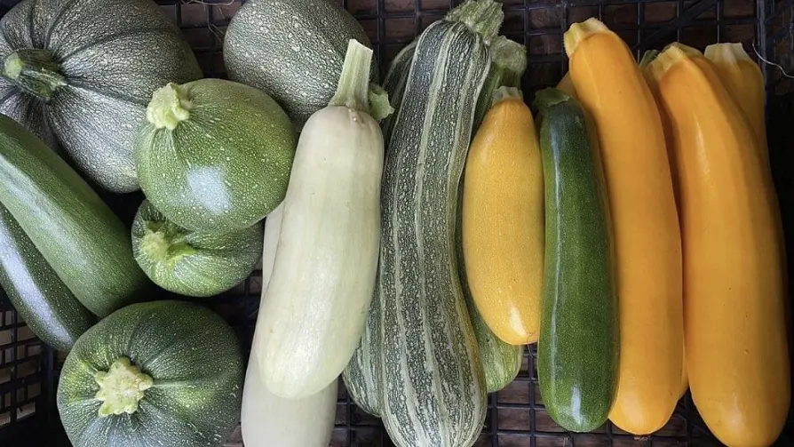 Courges