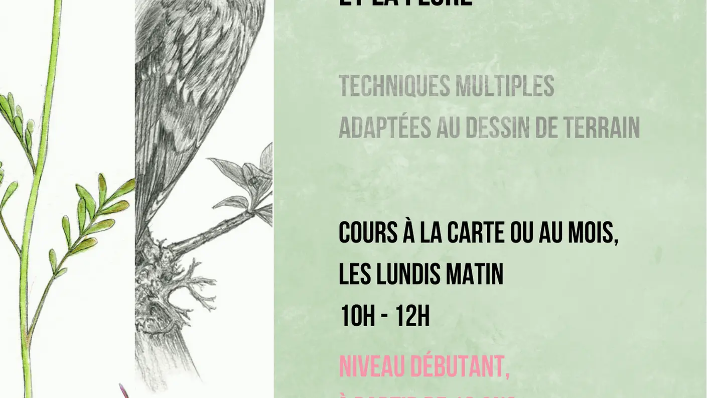 Cours illustration naturaliste - 1