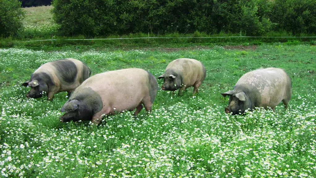 Porc Cul noir