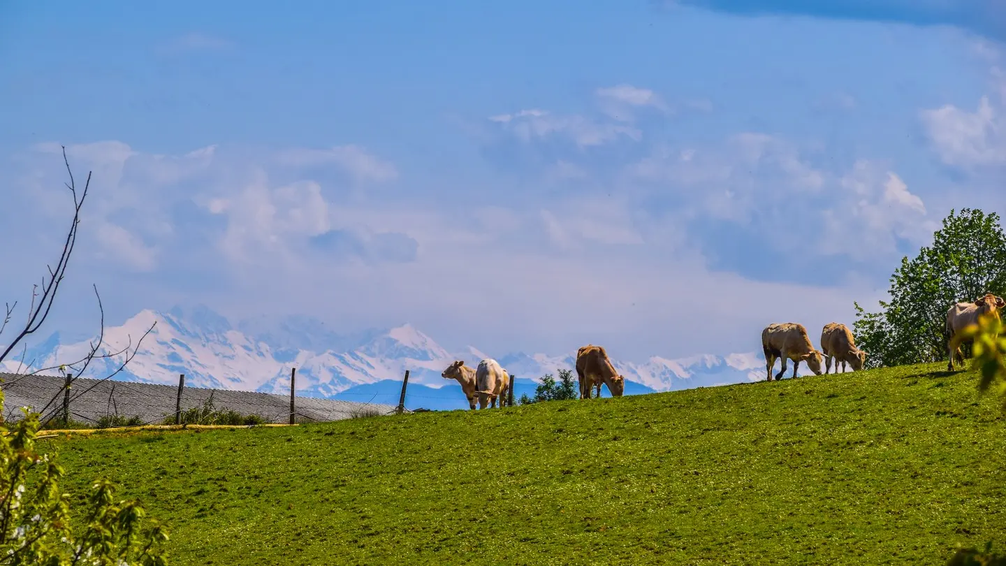 Vue Pyrénées