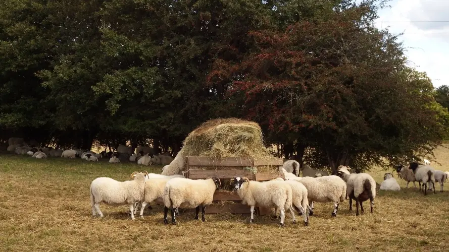 DSCF54313727-1000x500