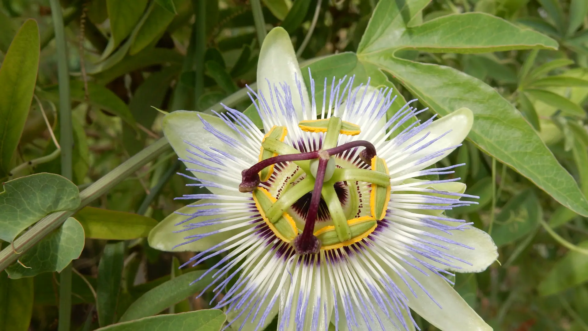 jardin_des_simples_ile_de_vassivière