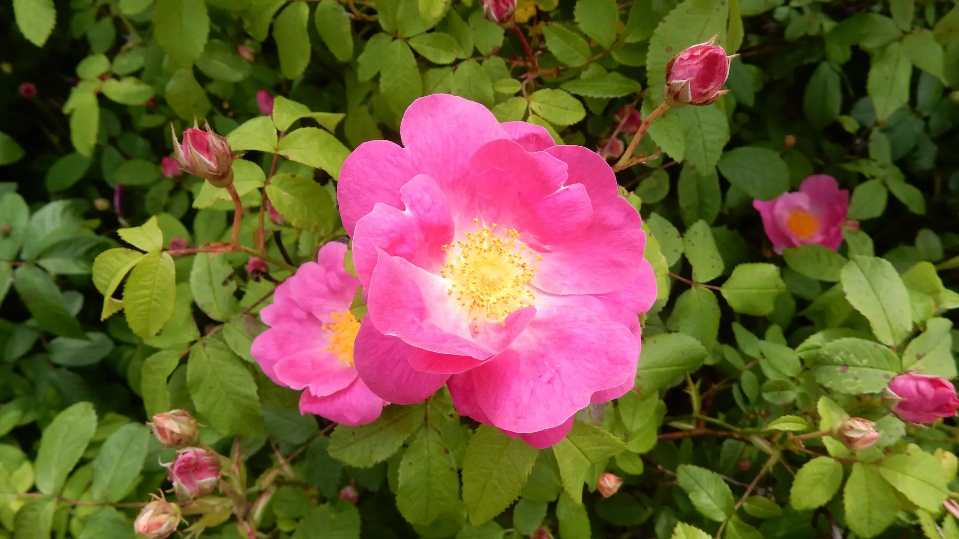 jardin_des_simples_ile_de_vassivière