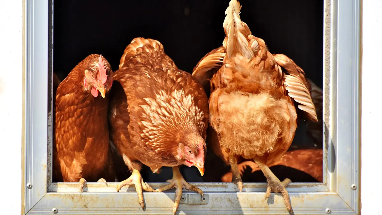 Peyrilloux volailles Poules