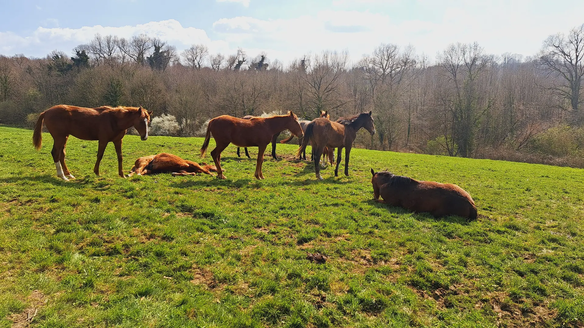 Elevage de Chignac - Chignac - pompadour © J.Lautrete OT TDC (3)