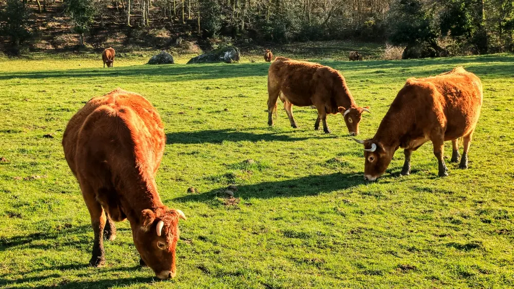 Ferme chez Combeau