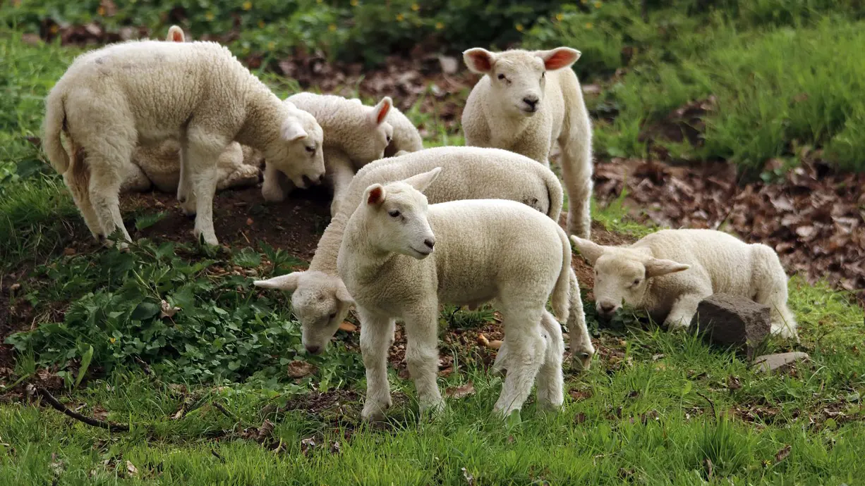 Ferme terre et passion