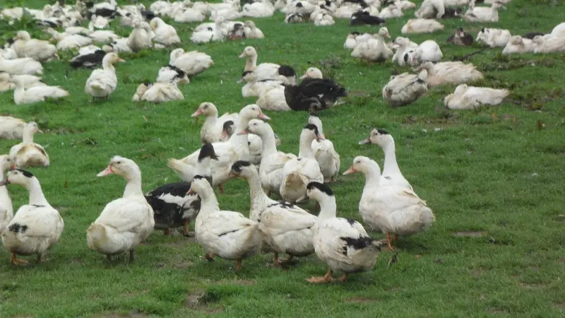 Ferme Déesse G - canards dans le prè