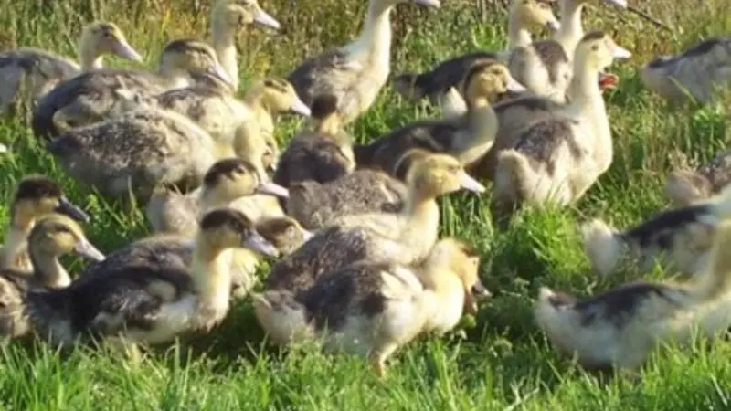 Ferme Déesse G - canards