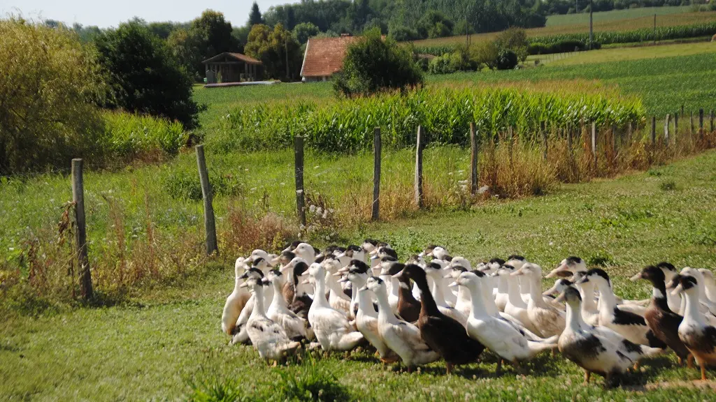 Ferme-Guilhem-Doazit