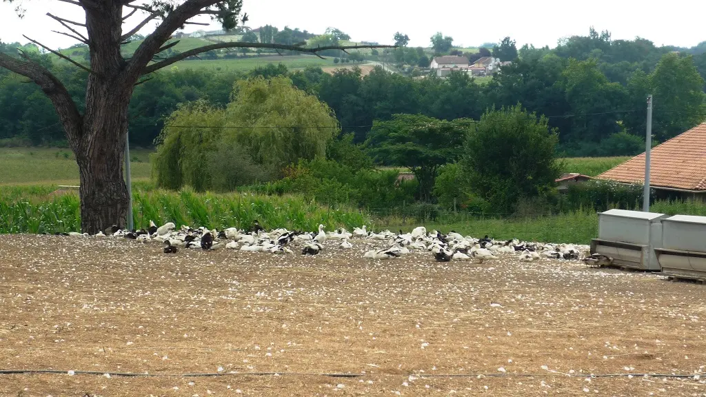 Ferme-Guilhem-Hauriet-2