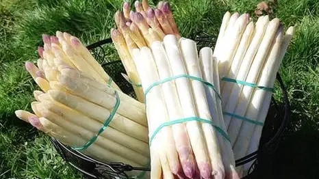 Asperges - Ferme Comet-Tournier