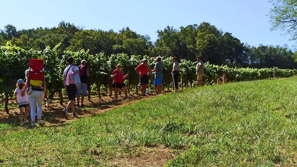 Ferme Larrey - balade dans les vignes