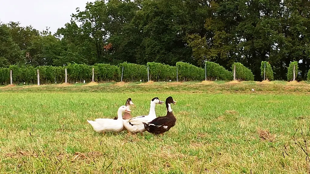 Ferme Larrey - canards et vigne