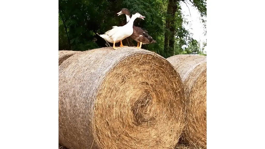 Ferme Larrey - canards sur balle de foin