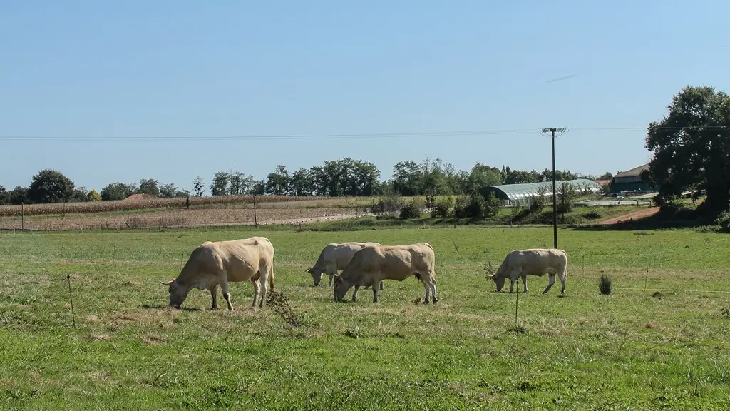 Ferme Parlariou - Boeufs dans le pré