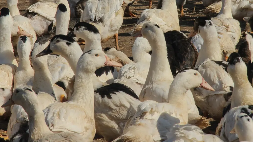 Ferme Parlariou - Canards en extérieur