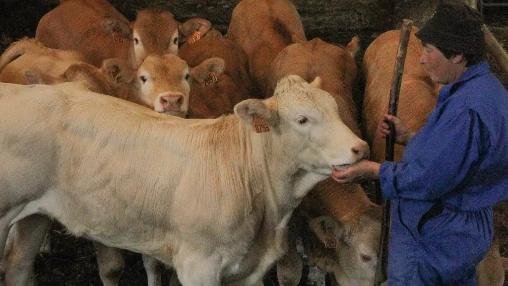 Ferme Parlariou - Mme Potier et boeuf