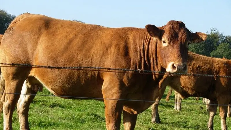 Ferme chez Combeau