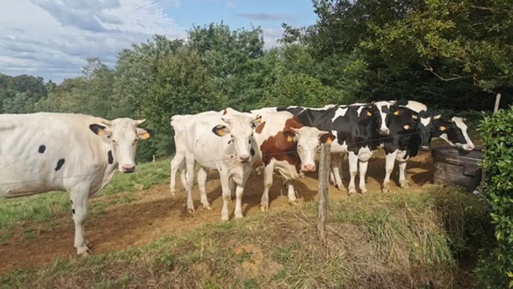 Ferme de Lorthe - Vaches à lait