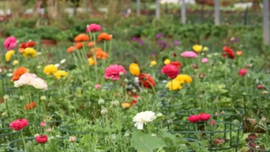 Ferme de Lorthe - fleurs sous serre