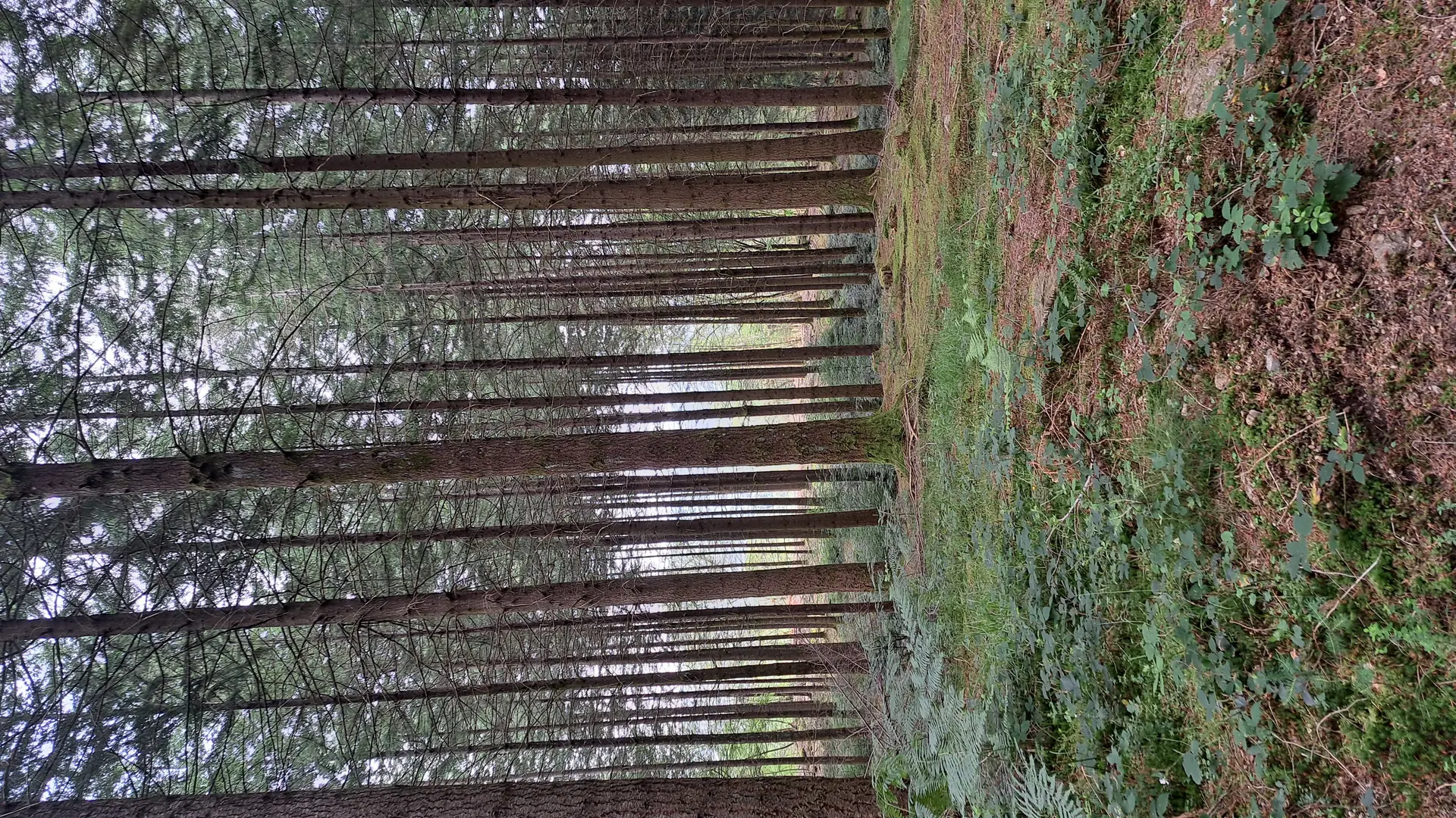 Forêt - Clédat © Jade Lautrete