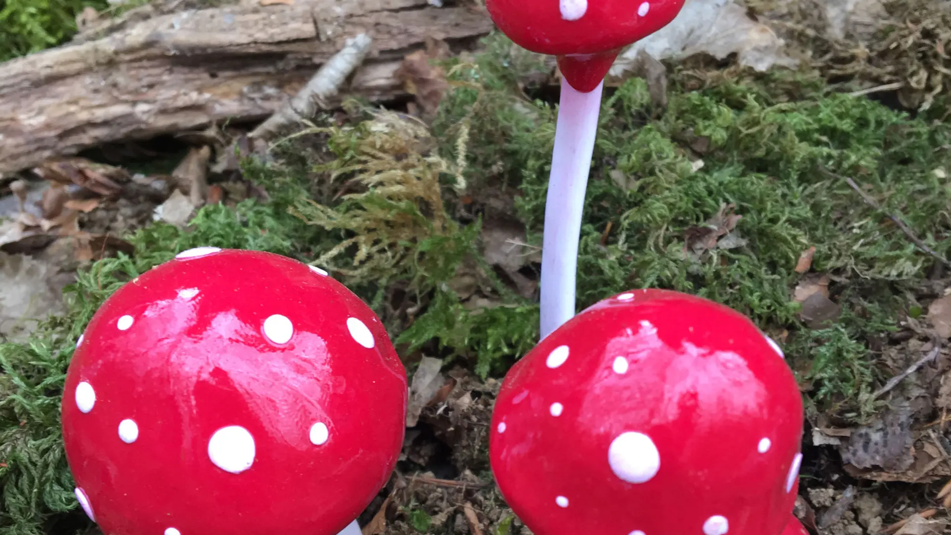 Forêt_blanchefort_3