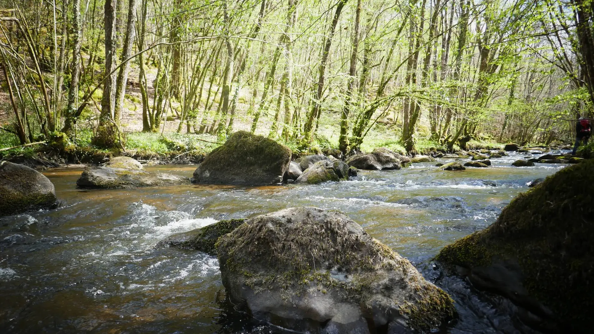 Forêt d'Épagne à Sauviat-sur-Vige le long de la Vige en Limousin