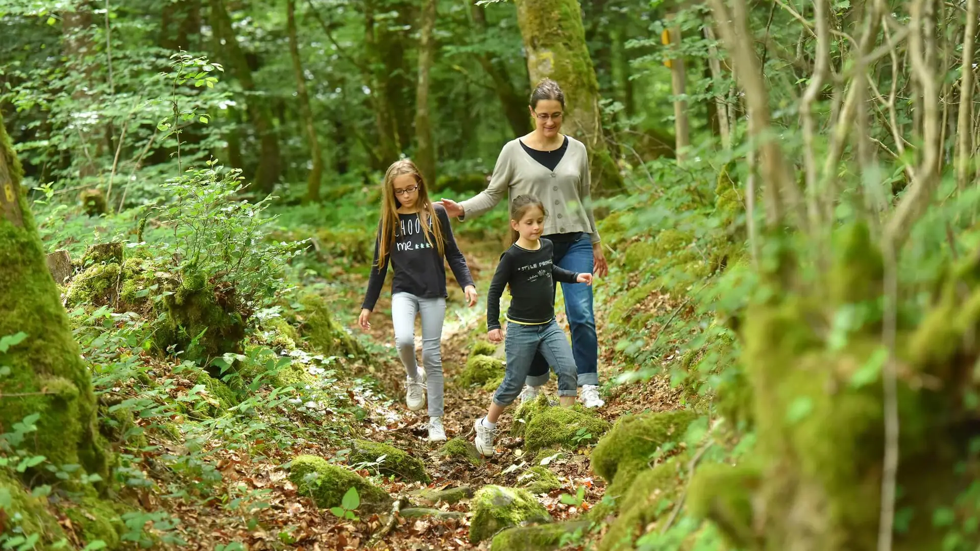Forêt d'Épagne à Sauviat-sur-Vige en Limousin