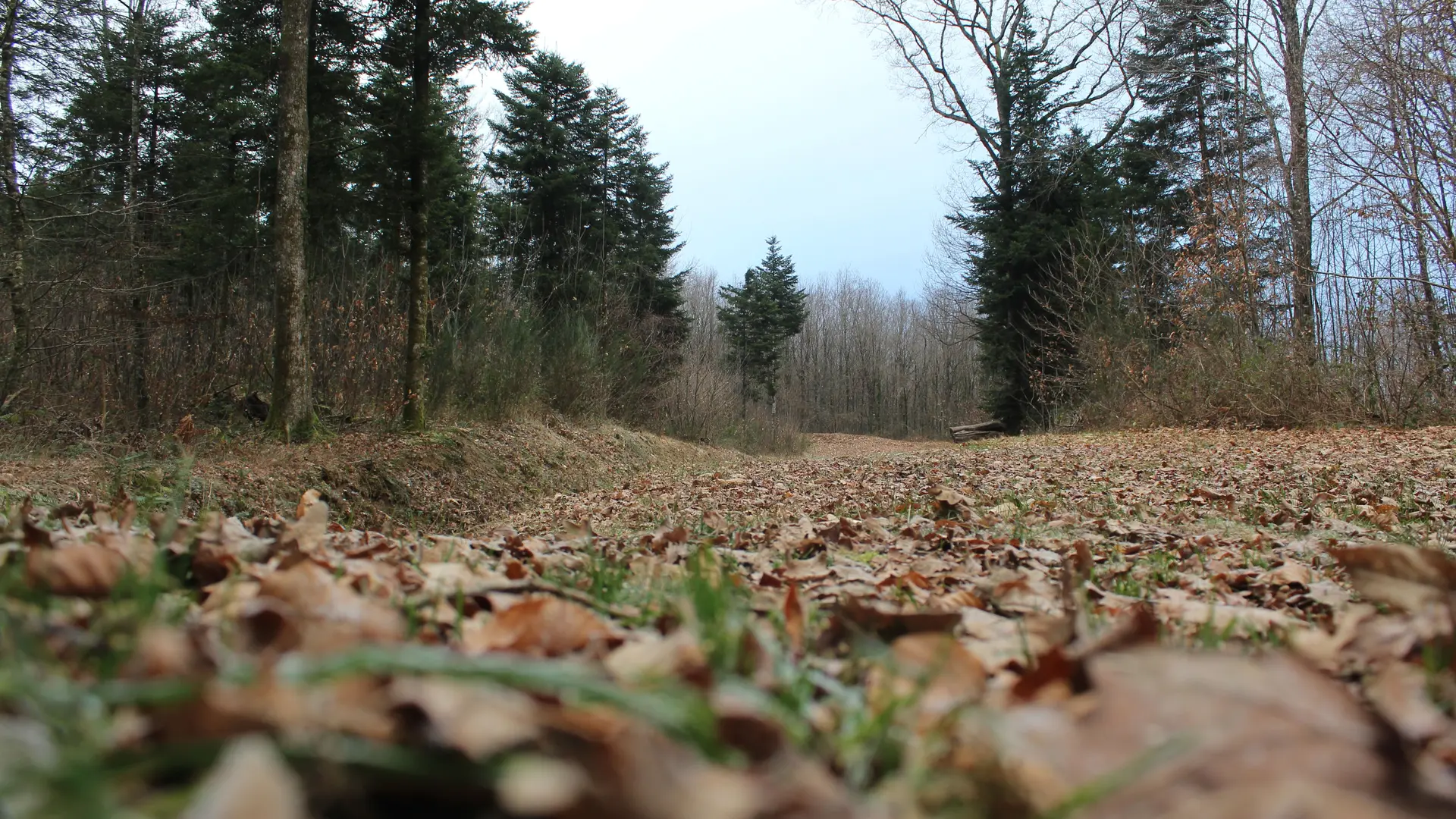 Forêt domaniale - La Pierre des 4 communes - Arnac Pompadour © J.Lautrete - Office de Tourisme Terres de Corrèze (1)