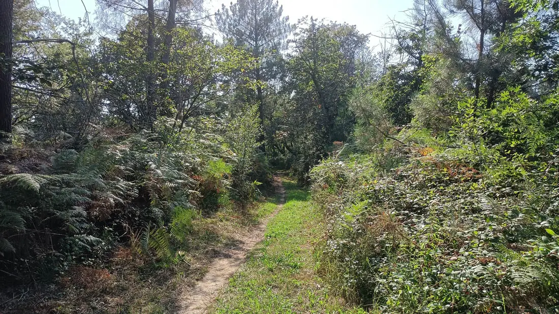 Foret du Liorac01 (4)