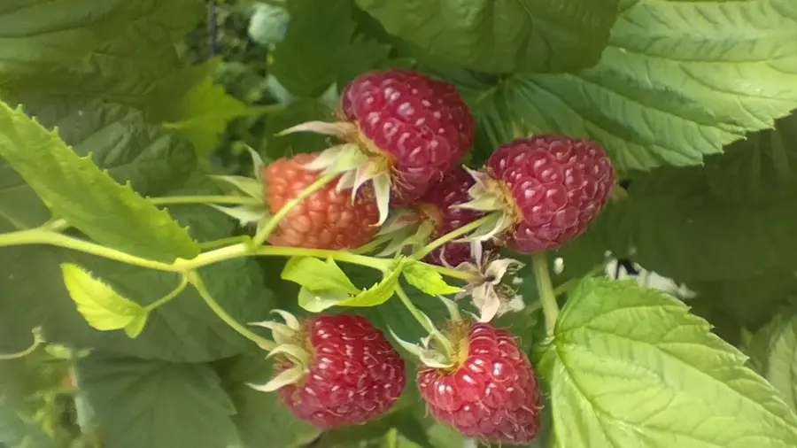 Franboises