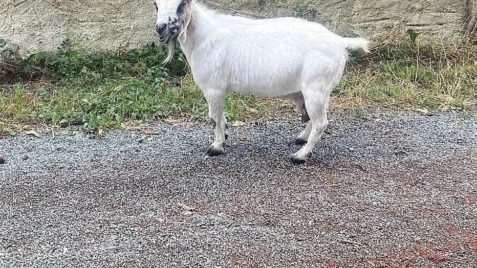 GRUN-BORDAS-Boucle de Grun-Chevre