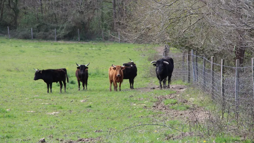 Ganaderia-Bodus---Poyanne---Toros--2-