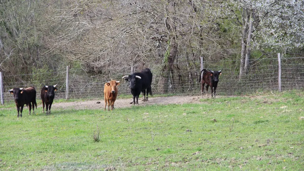 Ganaderia-Bodus---Poyanne---Toros