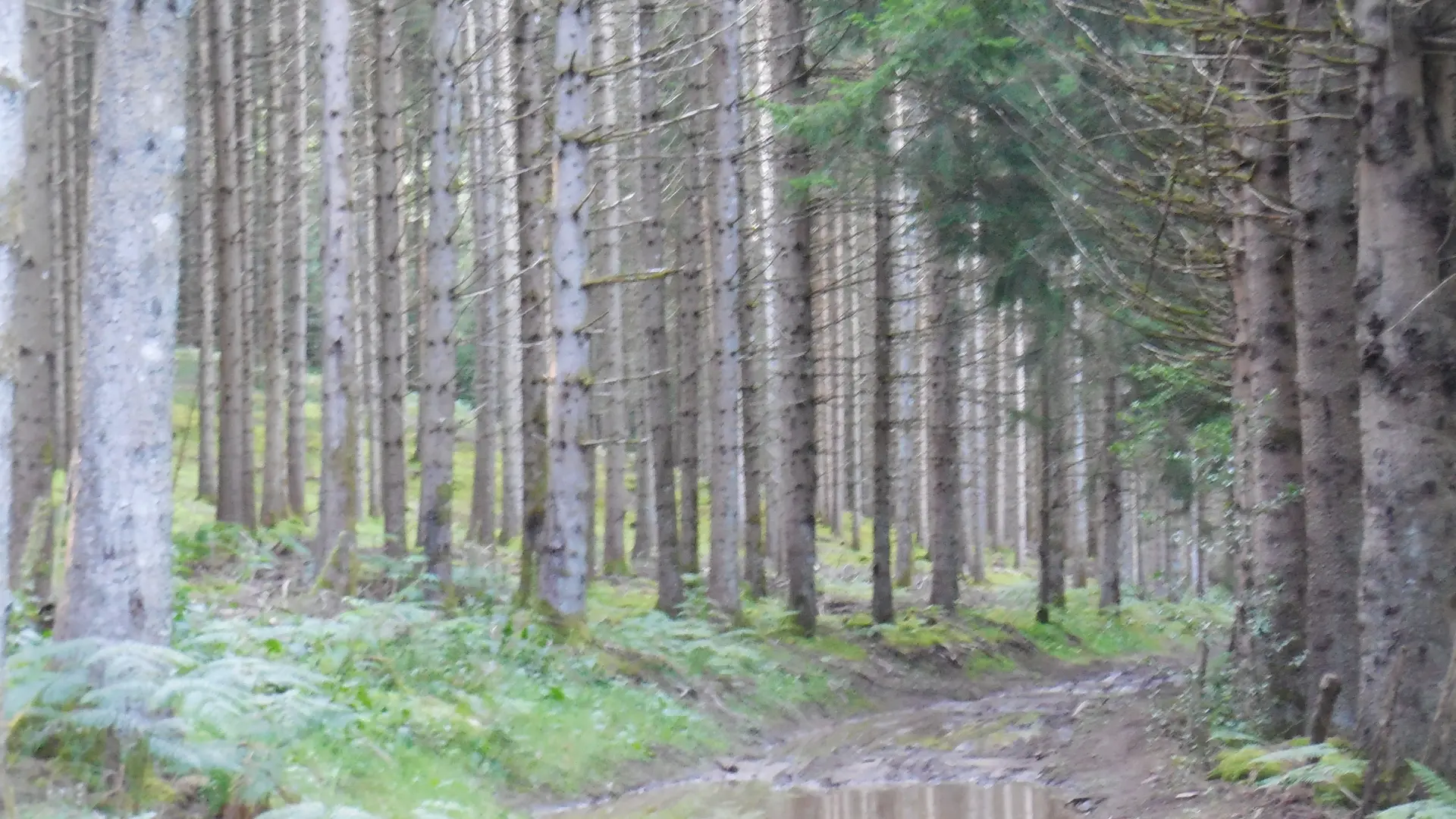 Gioux_foret