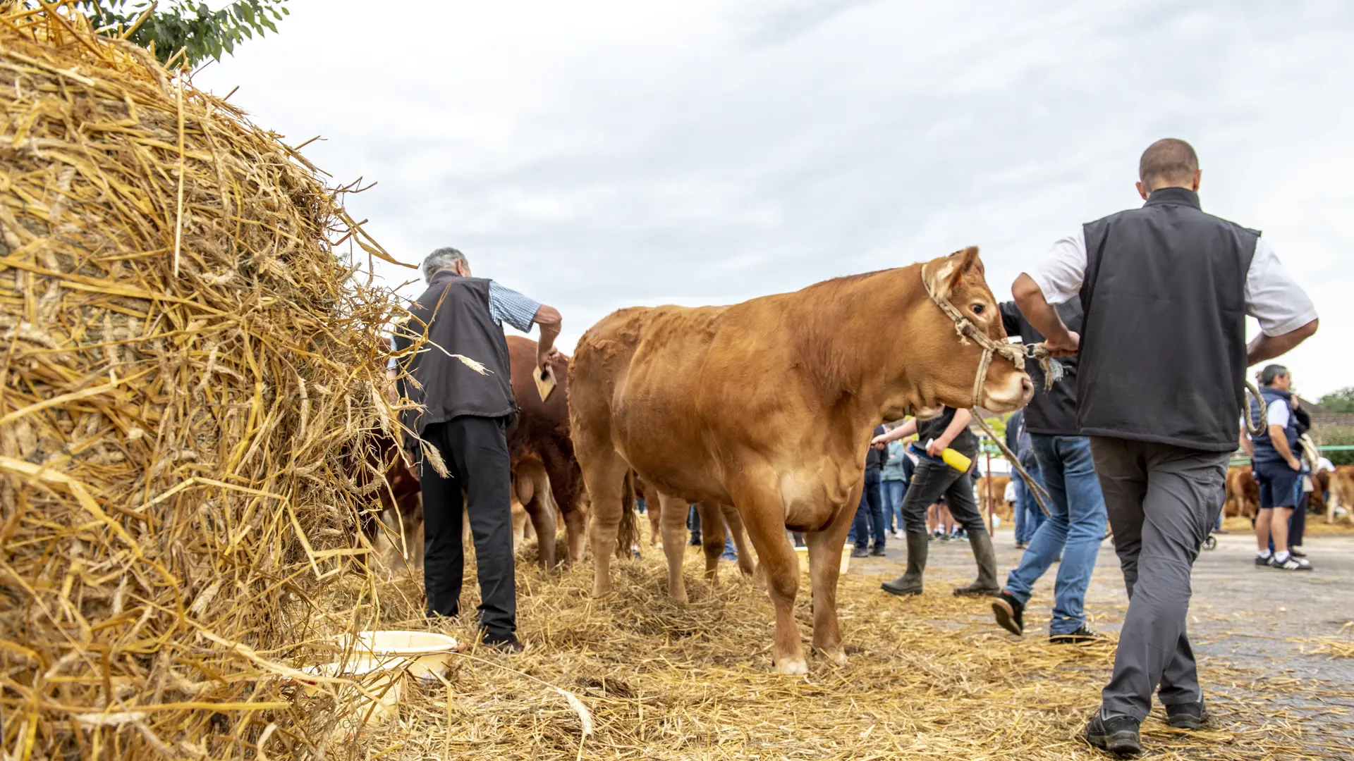 Comice agricole