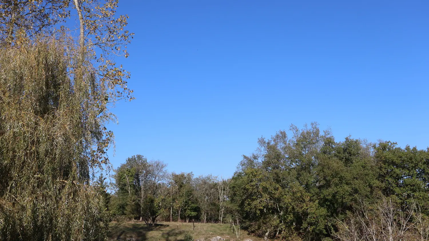 HLOAQU047V50NGNO_PRIEST_arbres_14