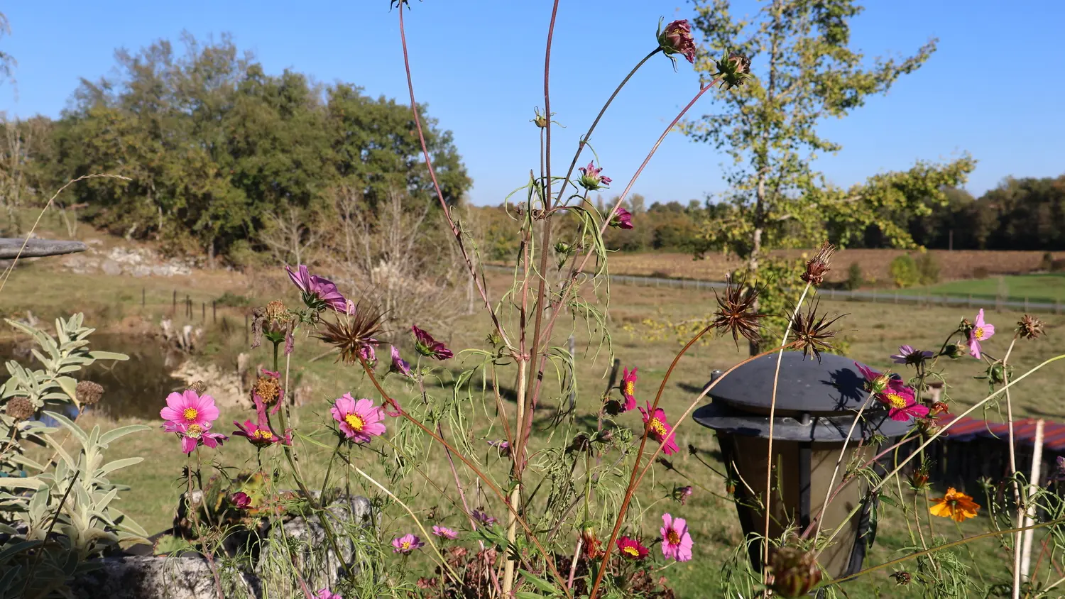 HLOAQU047V50NGNO_PRIEST_fleurs des champs_10