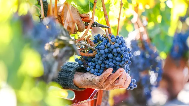 I-vigne-selection-CedricVlemmings--7---800-x-600
