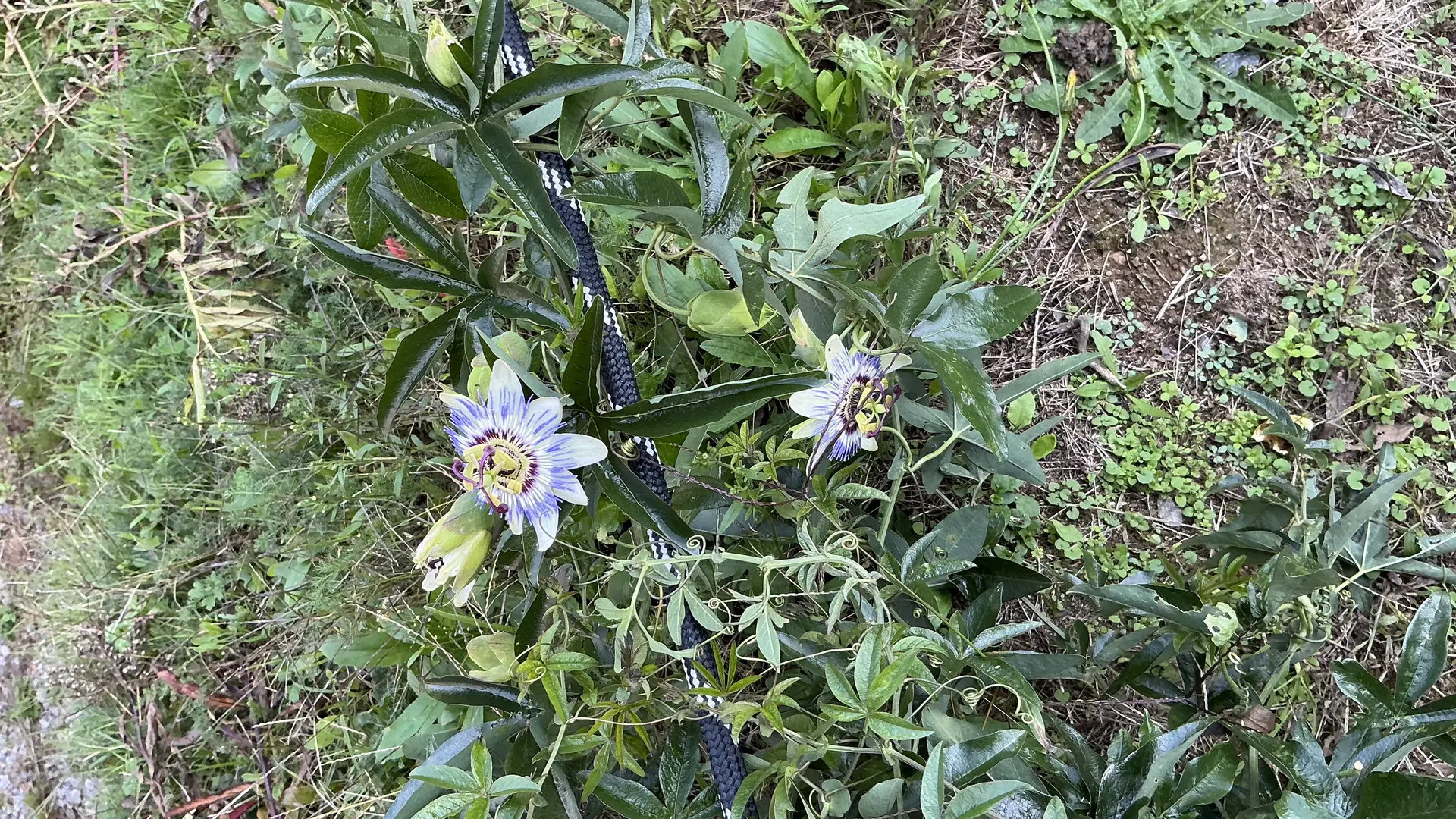 Passiflore dans l'allée du gîte