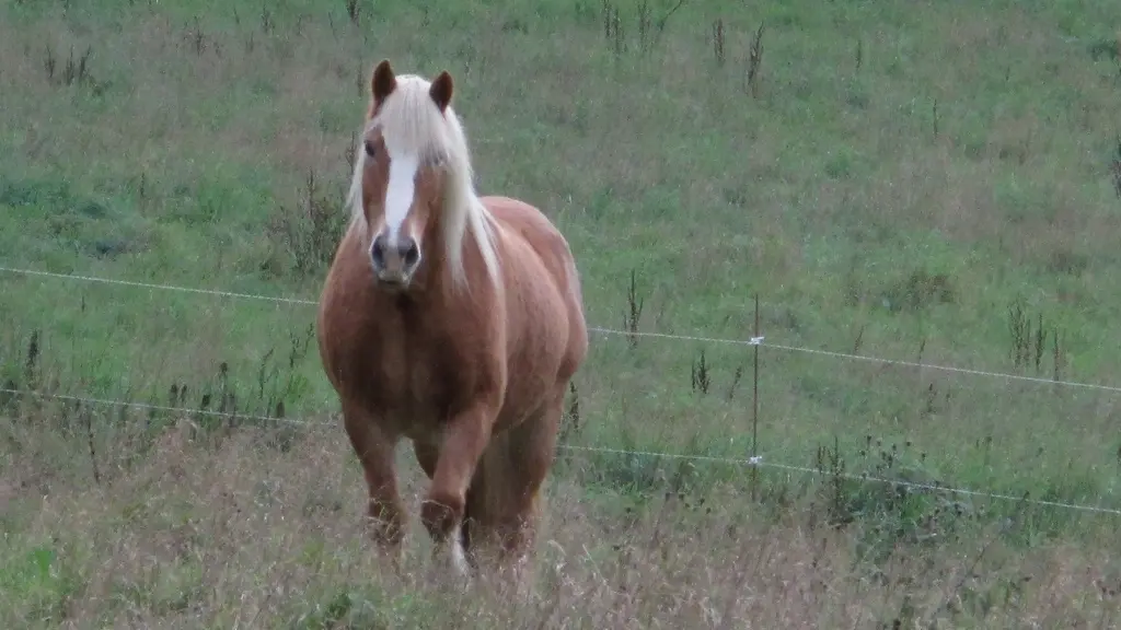 Centre équestre Cheval Pot'Agé