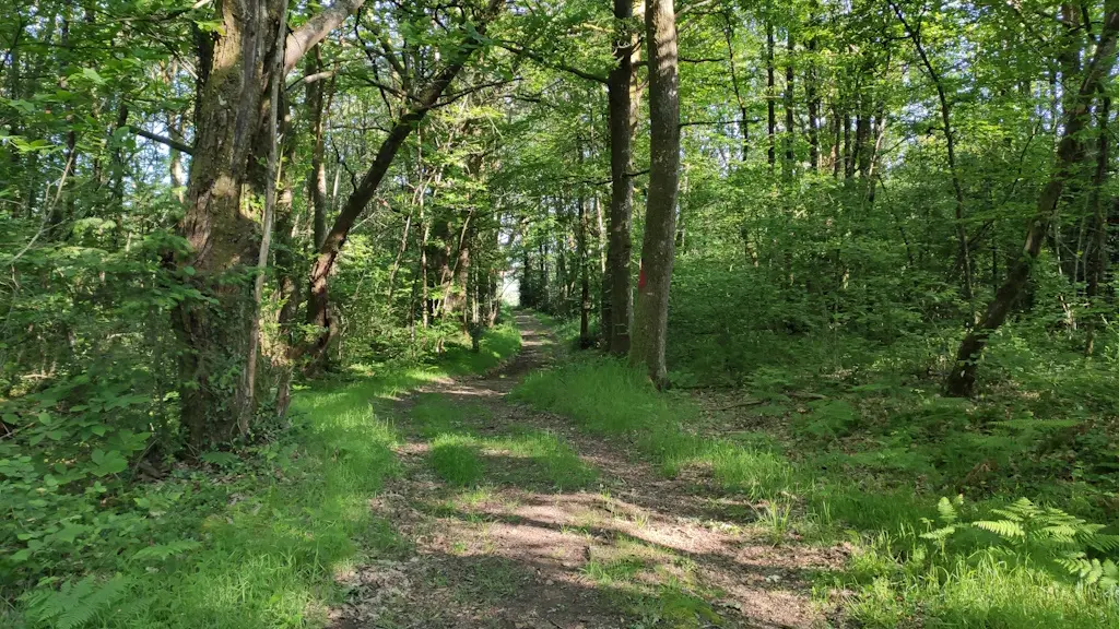 Dans le sous-bois de Fleurat (Saint-Méard)